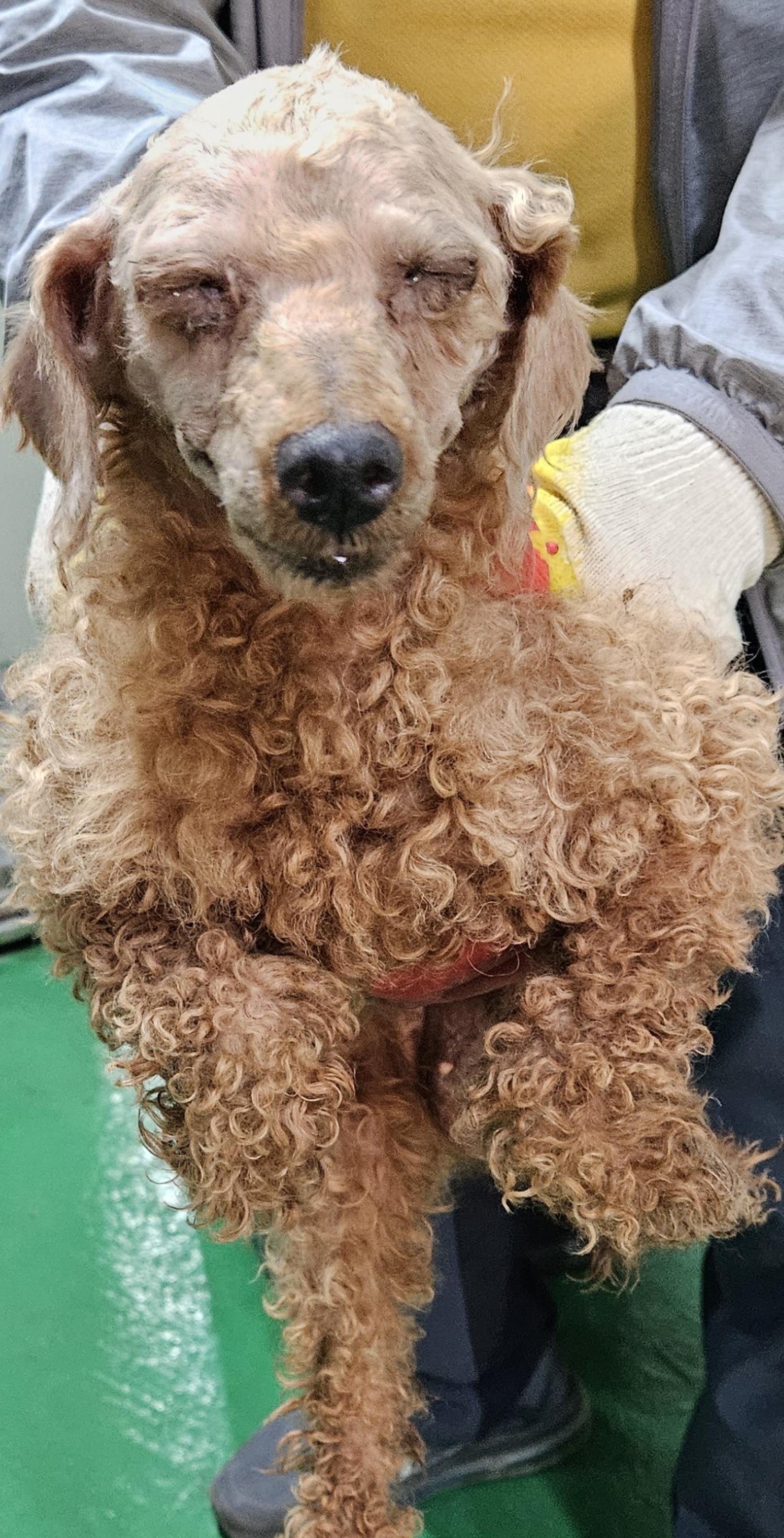 푸들 이미지 파일 입니다.